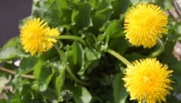 Se c’è. Una (allegra) storia di Alzheimer/4