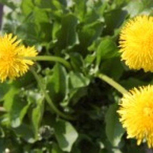 Se c’è. Una (allegra) storia di Alzheimer/4