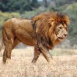 Il ragazzo che si fa carico dei leoni e dei Masai