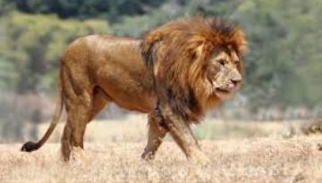 Il ragazzo che si fa carico dei leoni e dei Masai