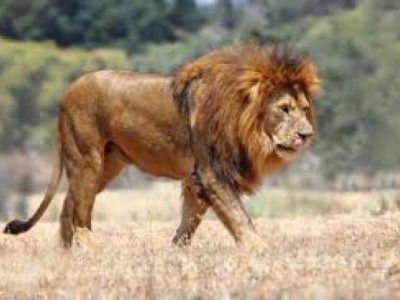 Il ragazzo che si fa carico dei leoni e dei Masai