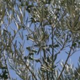 C’era una volta un uliveto, c’è stato un deragliamento