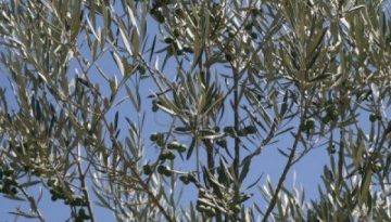 C’era una volta un uliveto, c’è stato un deragliamento