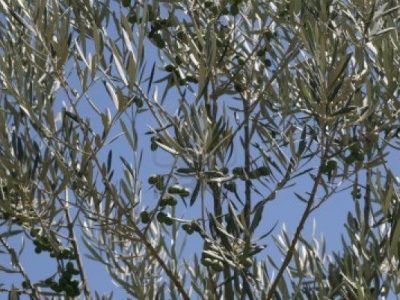 C’era una volta un uliveto, c’è stato un deragliamento